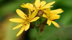 Flowers nature Trees forests