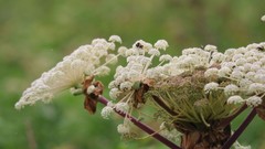 Flowers nature Trees forests