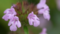 Flowers nature Trees forests