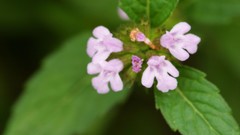 Flowers nature Trees forests