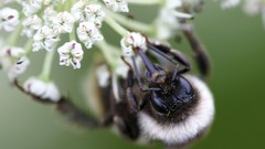 Flowers nature Trees forests