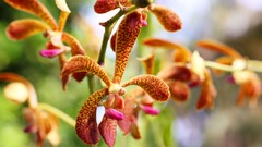 Flowers nature Trees forests