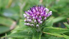 Flowers nature Trees forests