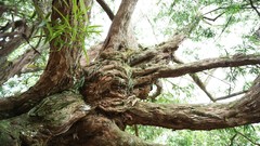 Flowers nature Trees forests