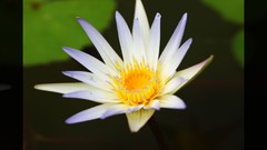 Flowers nature Trees forests