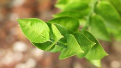 Flowers nature Trees forests