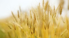 Flowers nature Trees forests