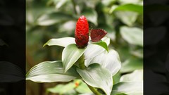 Flowers nature Trees forests