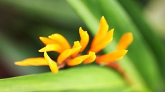 Flowers nature Trees forests