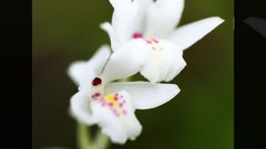 Flowers nature Trees forests