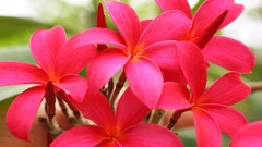 Flowers nature Trees forests