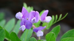 Flowers nature Trees forests