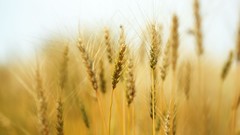 Flowers nature Trees forests