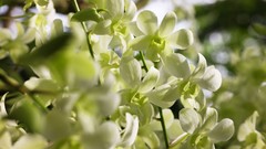 Flowers nature Trees forests