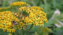 Flowers nature Trees forests