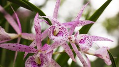 Flowers nature Trees forests