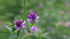 Flowers nature Trees forests