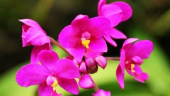 Flowers nature Trees forests