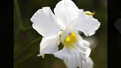 Flowers nature Trees forests