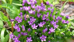 Flowers nature Trees forests