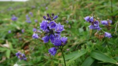 Flowers nature Trees forests