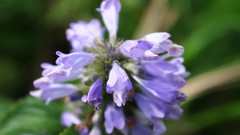 Flowers nature Trees forests