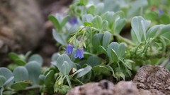 Flowers nature Trees forests