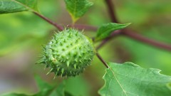 Flowers nature Trees forests