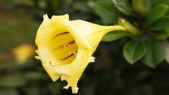 Flowers nature Trees forests