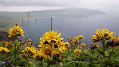 Flowers nature Trees forests