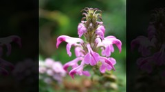 Flowers nature Trees forests
