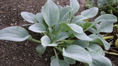 Flowers nature Trees forests