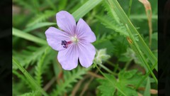 Flowers nature Trees forests