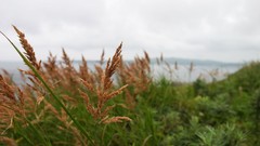 Flowers nature Trees forests