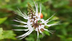 Flowers nature Trees forests