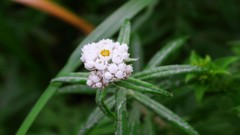 Flowers nature Trees forests