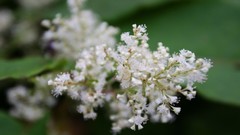 Flowers nature Trees forests