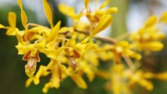 Flowers nature Trees forests