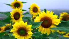 Flowers nature Trees forests