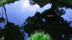 Flowers nature Trees forests