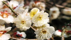 Flowers nature Trees forests