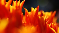 Flowers nature Trees forests