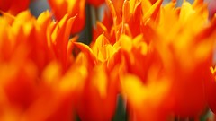 Flowers nature Trees forests