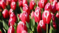 Flowers nature Trees forests