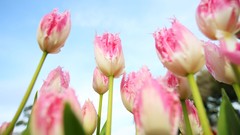 Flowers nature Trees forests