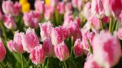 Flowers nature Trees forests