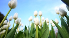 Flowers nature Trees forests