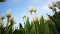 Flowers nature Trees forests