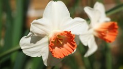 Flowers nature Trees forests