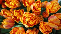 Flowers nature Trees forests